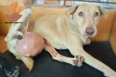 Picsart_22-11-28_09-04-48-8081