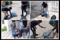 Experienced animal rescue team catches stray dogs