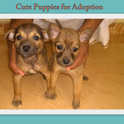2-puppies Adoption