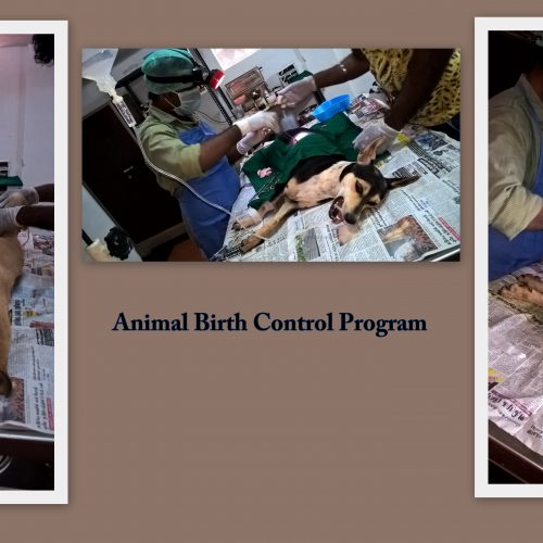 ABC Animal Birth Control