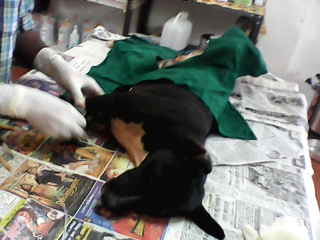 DSC_0000152 Animal Birth Control