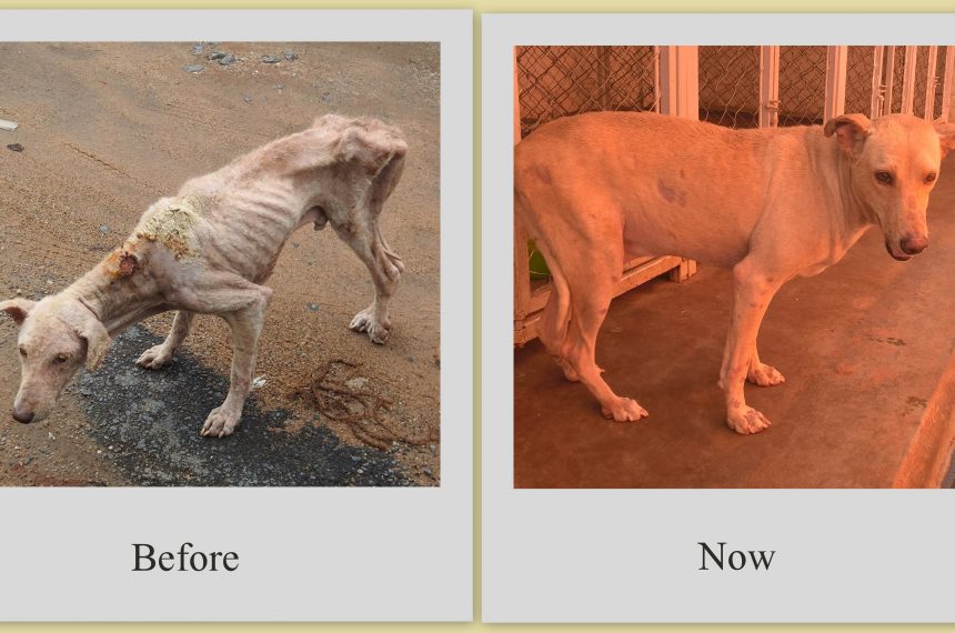 Success Rescue Story