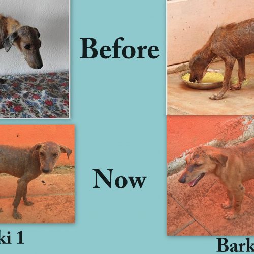 rescue-update-barkie Rescue update