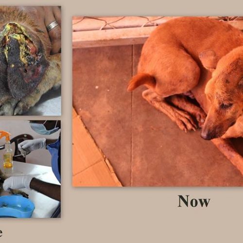 success-rescue-story Success rescue story