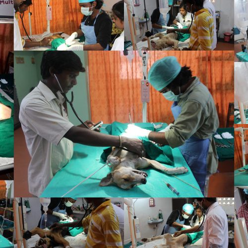 animal-birth-control-program Animal Birth control Program