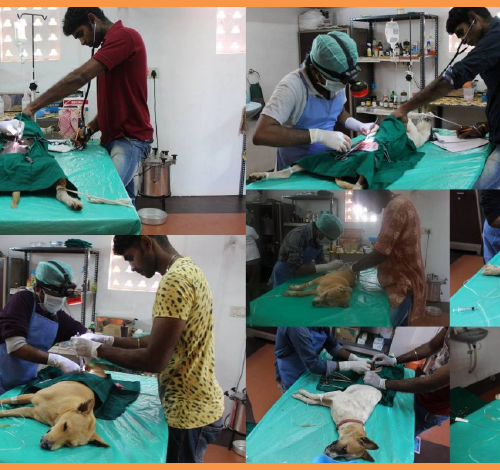 milestone-bark-india A milestone in our history !!!