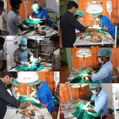 animal-birth-control-update Animal Birth Control Program Update