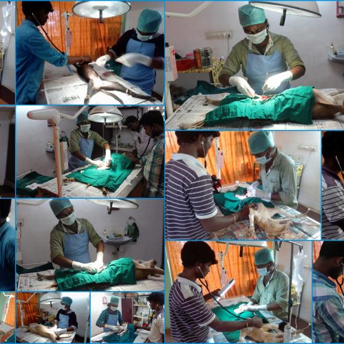 june-16-sterilization-program June ‘ 16 – sterilization program