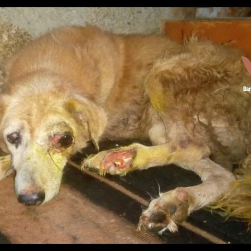 Street dog whose eye popped out is rescued