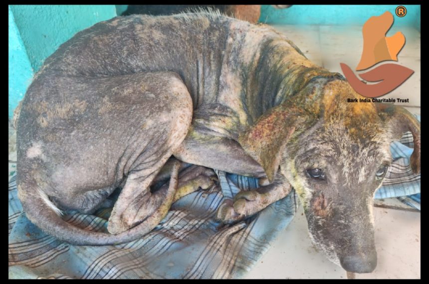 Street dog with skin problems and wound rescued