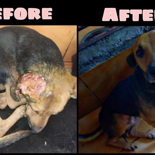 Maggot Wound Dog- After Treatment