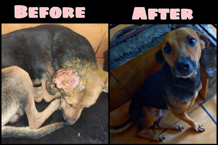 Maggot Wound Dog- After Treatment