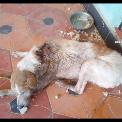 Wounded dog rescued- Stray dog rescue during COVID19