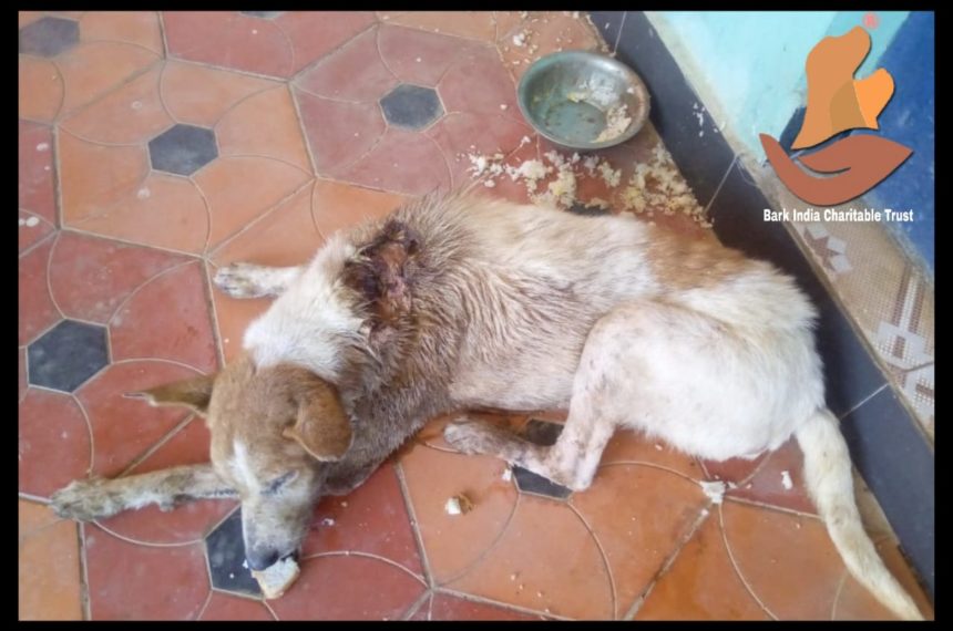 Wounded dog rescued- Stray dog rescue during COVID19