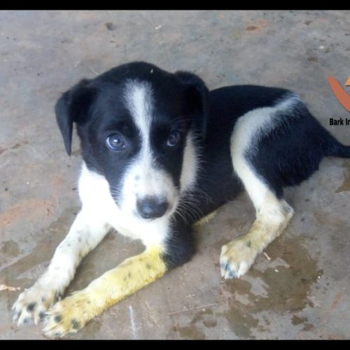 Puppy met with accident- Rescued