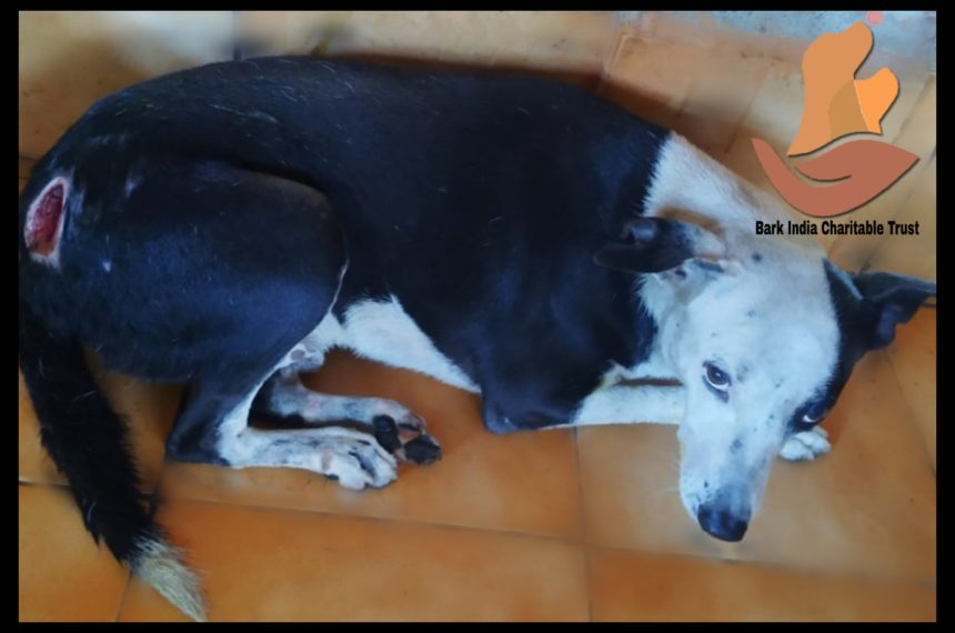 Dog rescued with gash injury- Another human cruelty case