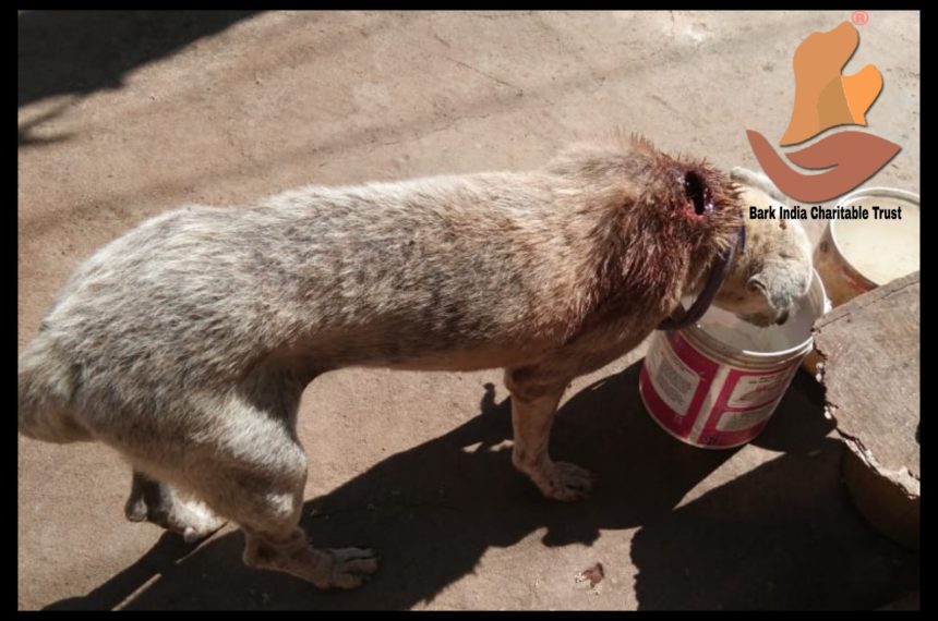 Maggot wound dog rescued