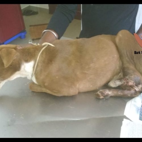 Leg chopped off and abused dog rescued