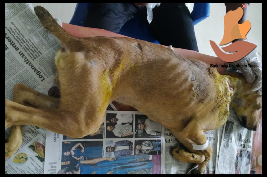 Victim of human ill treatment – Wounded dog rescued