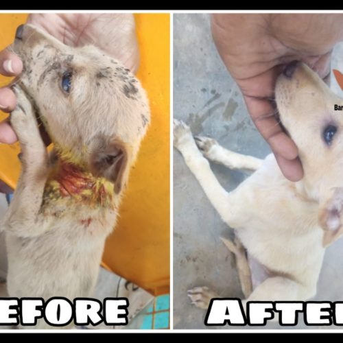 Puppy before and after treatment