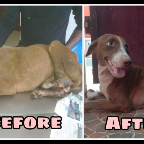 Leg Chopped Off Dog Seeks his Forever Home after Treatment