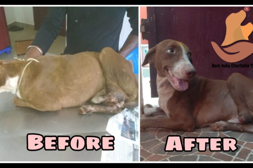 Leg Chopped Off Dog Seeks his Forever Home after Treatment