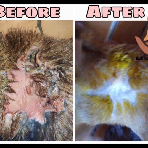 Maggot wound dog- Before and After treatment