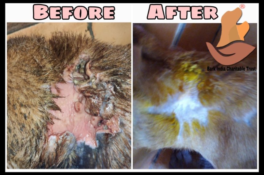 P1 Maggot wound dog- Before and After treatment