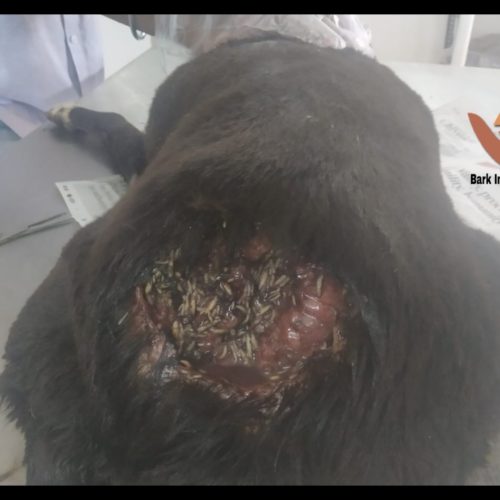 Maggoty street dog rescued