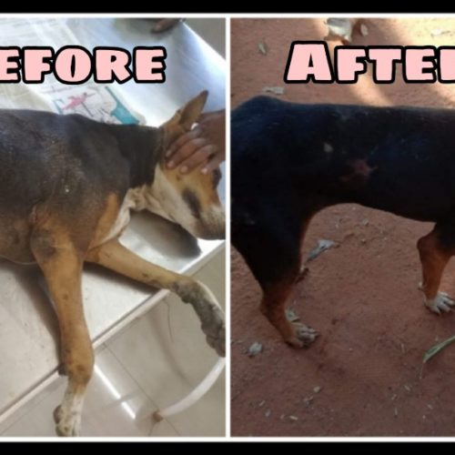 Maggot Wounded Dog Recovery- Before and After Treatment