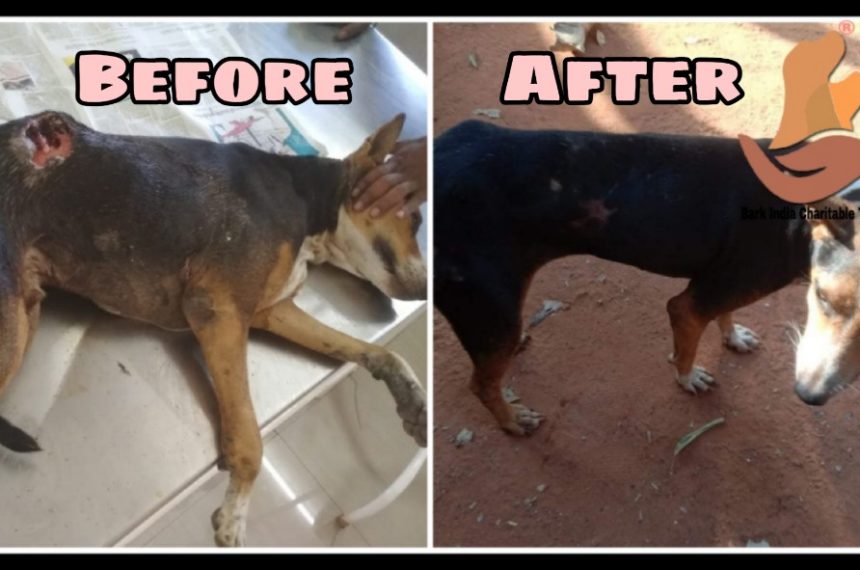 Maggot Wounded Dog Recovery- Before and After Treatment