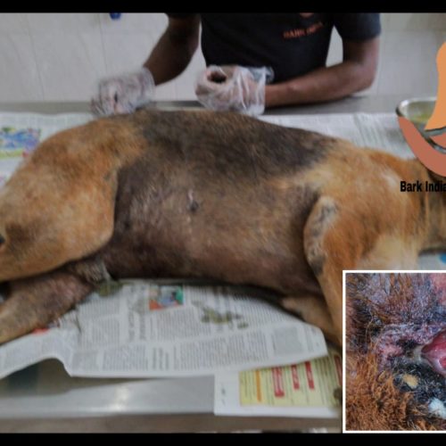 Head wound dog rescue in Pondicherry