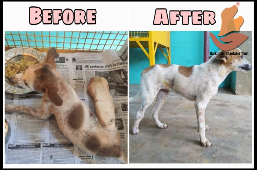 Hind Leg Fracture Puppy Recovery