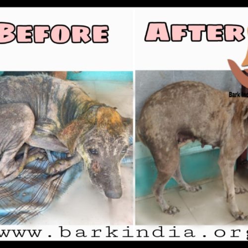 Wounded street dog transformation- Before and after treatment at Bark India