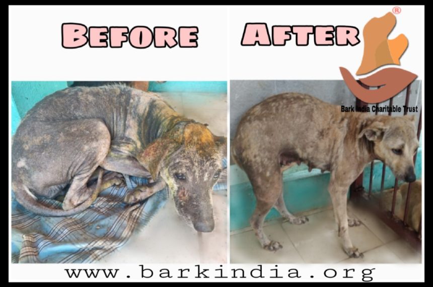 Wounded street dog transformation- Before and after treatment at Bark India