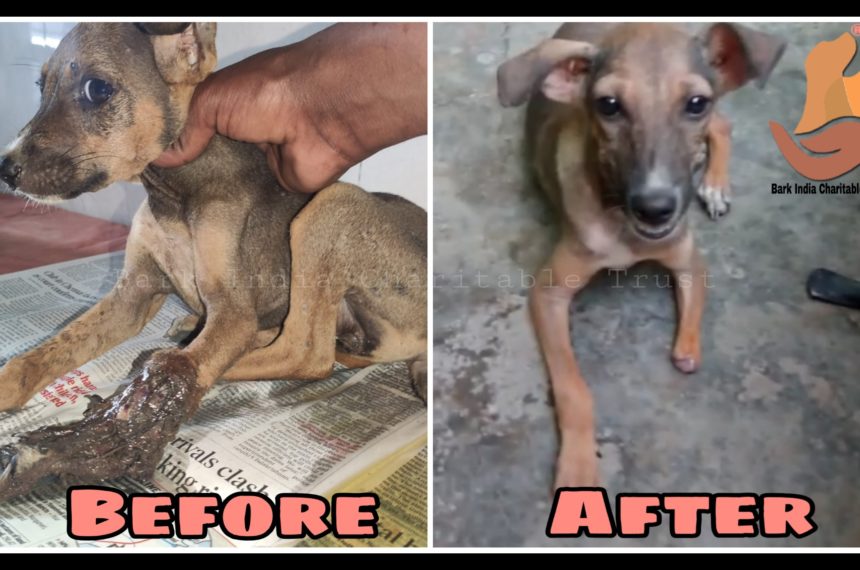 C1 Leg decayed Puppy recovery- Free veterinary treatment for strays