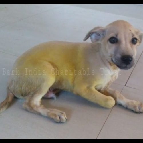 Please Be Careful while you Drive- Puppy rescued