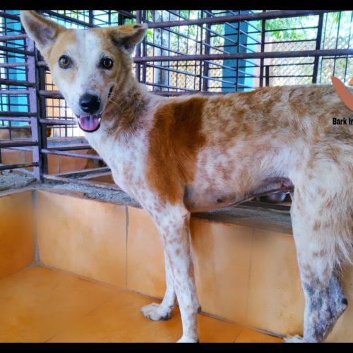 TVT Dog Rescue and Treatment in Pondicherry