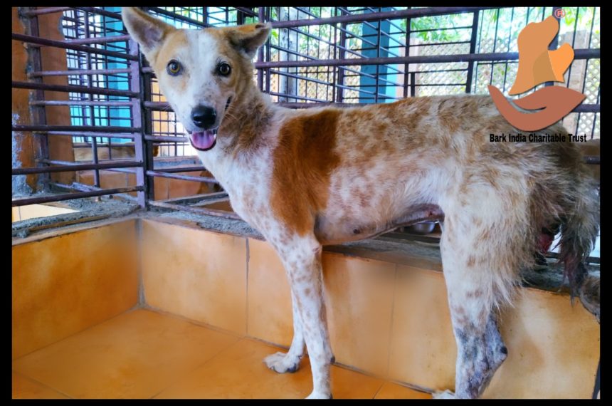 TVT TVT Dog Rescue and Treatment in Pondicherry