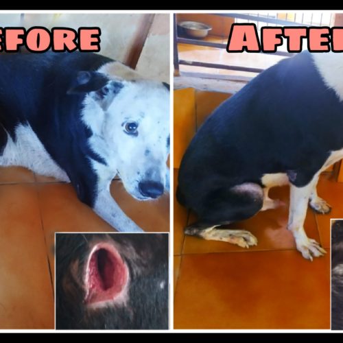 Wounded street dog before and after treatment