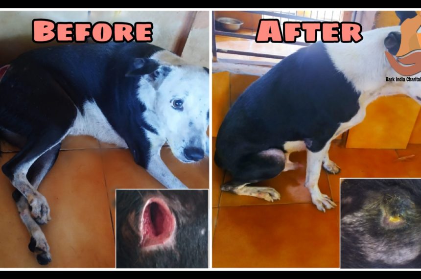 Wounded street dog before and after treatment