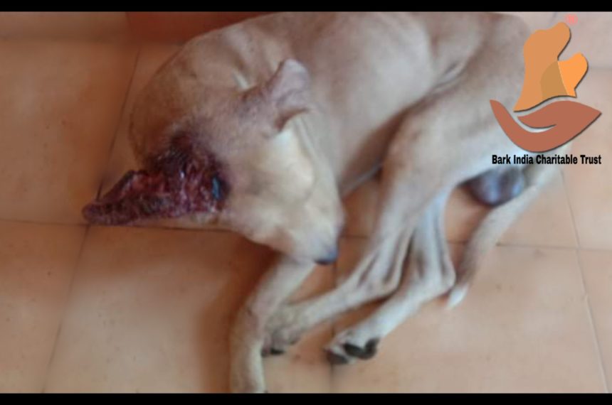p1 Head wound dog rescued- Dog rescue and treatment