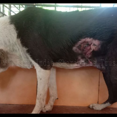 p2 (2) wounded dog rescue- Charity for animals