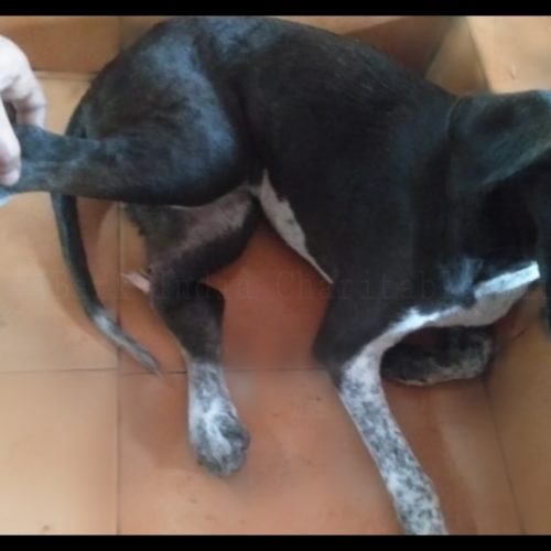 PicsArt_07-08-10.29.14 Hind leg bone exposed dog rescue- Free veterinary treatment for stray animals
