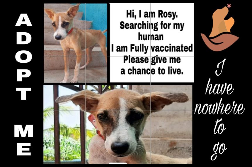 Puppy for adoption- Do not buy dogs while homeless dogs die- Rescue centre and hospital for street animals