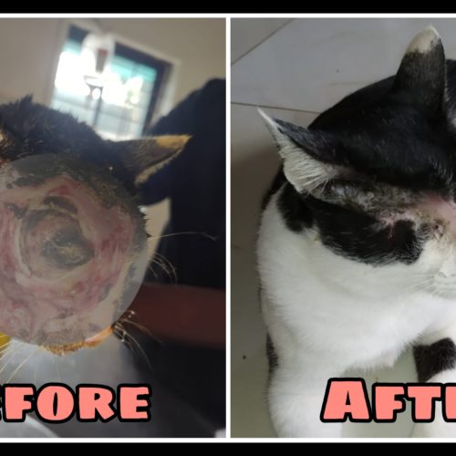 PicsArt_07-11-09.32.02 Wonderful recovery of rescued cat with cracked face- Stray cat rescue and treatment