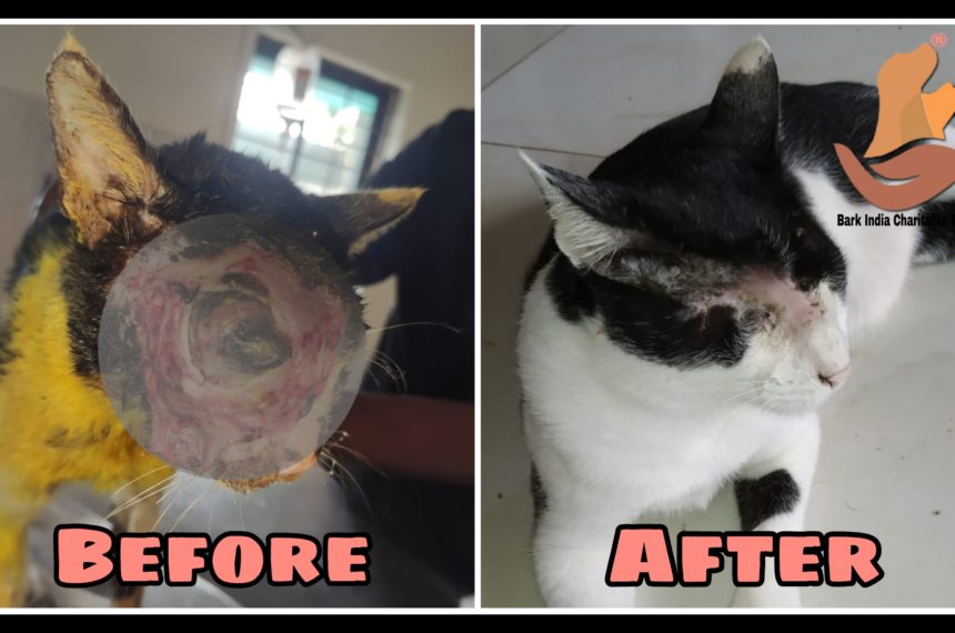 PicsArt_07-11-09.32.02 Wonderful recovery of rescued cat with cracked face- Stray cat rescue and treatment