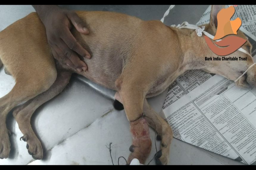 Metal wire stuck on leg dog rescue- Animal rescue and veterinary treatment in Pondicherry