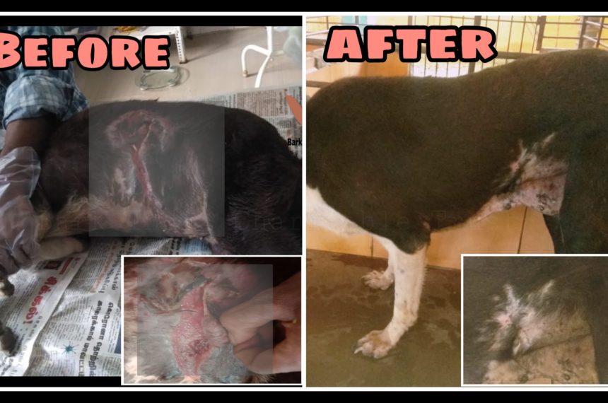 Stomach wound dog recovery- Veterinary hospital and Rescue Centre for strays