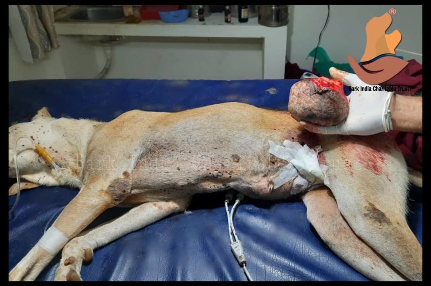 Mammary gland tumor stray dog rescue, surgery and treatment